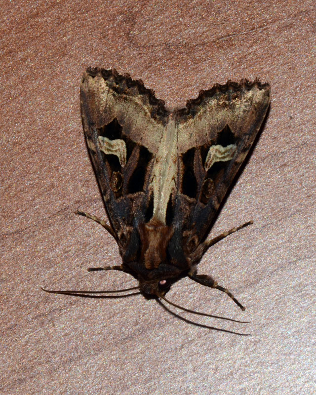Nottuide da identificare